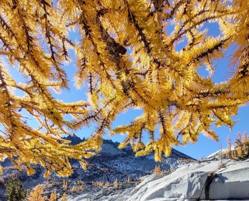 A closeup of larch branches with yellow needle leaves against white granite and blue sky with mountains in the background.