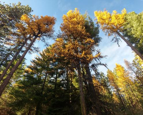 Western larches turning orange and blue sky, seen from below.