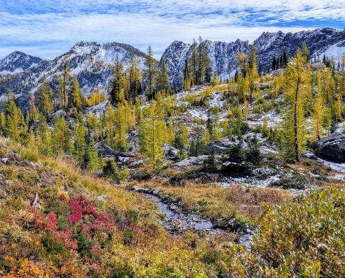 A field of yellow and red grasses with a stream, golden larch trees and snowcapped mountains