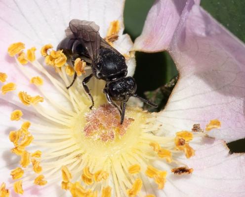 A bee gathers pollen on its front legs insude a delicate rose