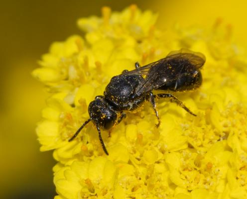 A dark bee is covered in dusty pollen on top of a flower