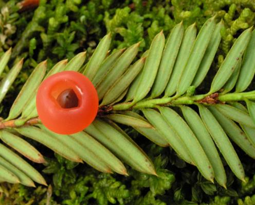 A closeup of an aril, a red berry-like seed cone, and yew needle detail