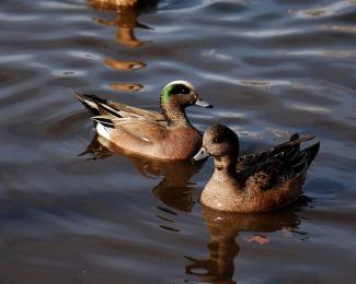 American wigeons