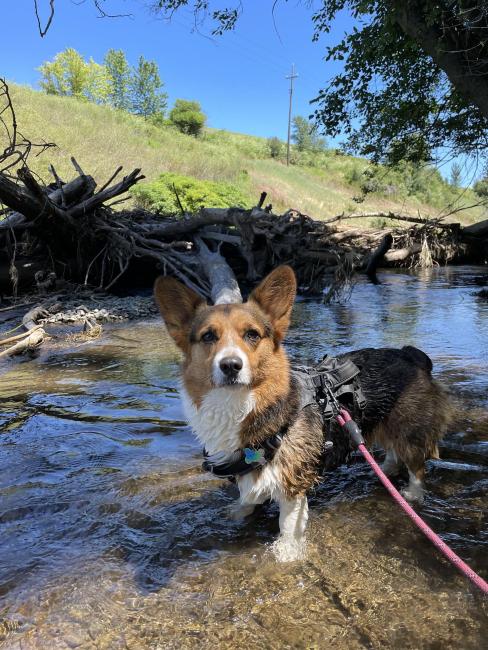 Corgi swimming in the river