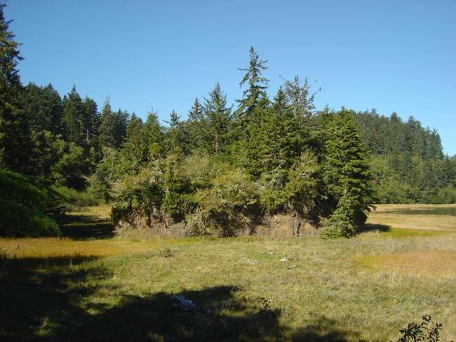 A small island of trees surrounded by grass