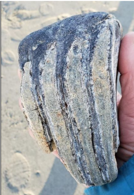 Columbia mammoth tooth fragment held in a hand