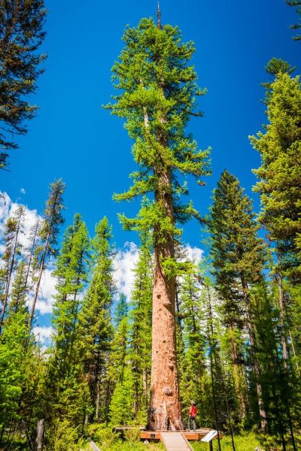 A big green larch tree in a stand of smaller green larch trees and blue sky.