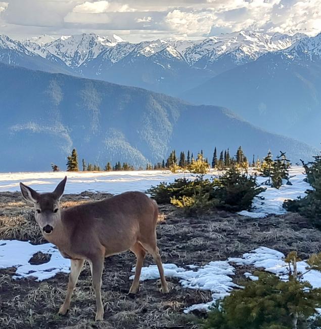 A deer in the foreground with snow capped mountains in the background.