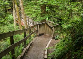 Dirt trail leading to a wooden bridge in the distance flanked on both sides by lush green trees and undergrowth. The trail is sloping down and there appears to be some steps just out of sight. 