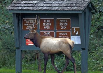 A bull elk walks in front of a park kiosk with signs.