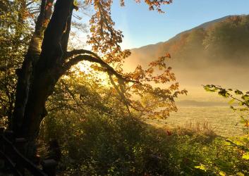 A stand of trees with golden leaves silhouetted by the rising sun, with a mountain in the background.