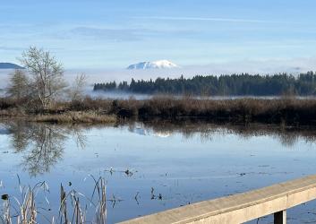 water with trees reflecting off a boardwalk with distant view of Mt. St. Helens Volcano shrouded with fog