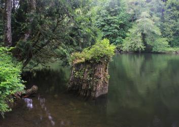 dense forest surrounding still lake water