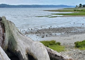 driftwood on beach