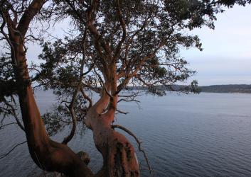 trees with smooth trunk over water