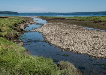 creek flowing over gravel bed toward ocean