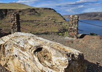 textured petrified wood in front of a background of cliffs and water