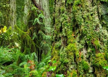 furrowed bark covered with moss