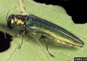 Emerald ash borer on a leaf.