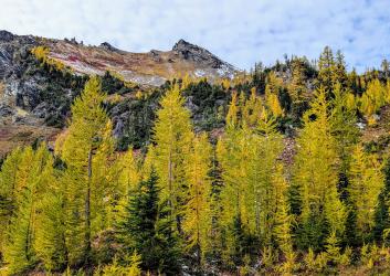 A stand of gold larches and evergreen trees with hills and a peak in the background