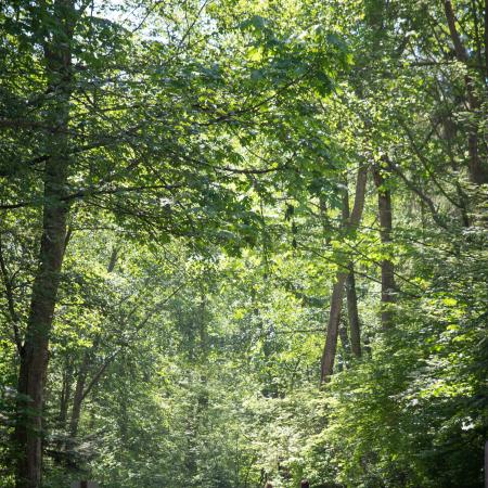 Family walking in the wooded trails with sun shinning through the trees