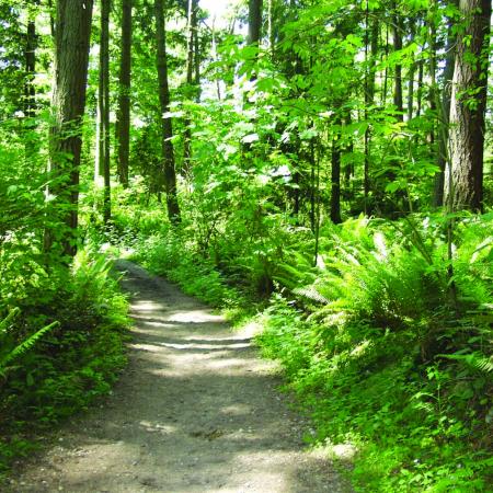 Bridle Trails State Park Trail Photo