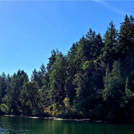 Trees on shoreline of Rich Inlet