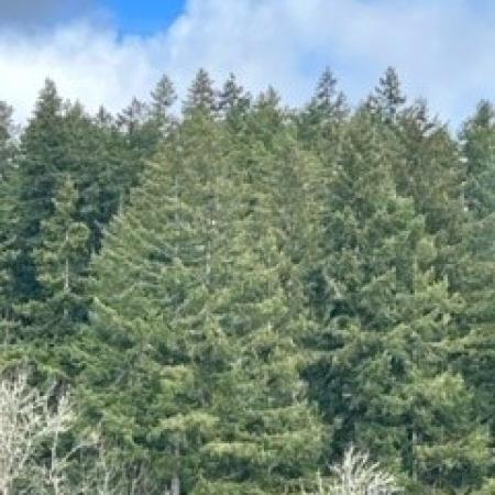 Tall pine trees with blue sky above