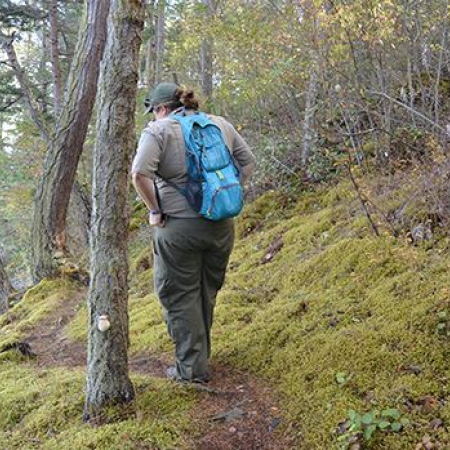 Hiker walking on a trail, tall trees and mossy ground