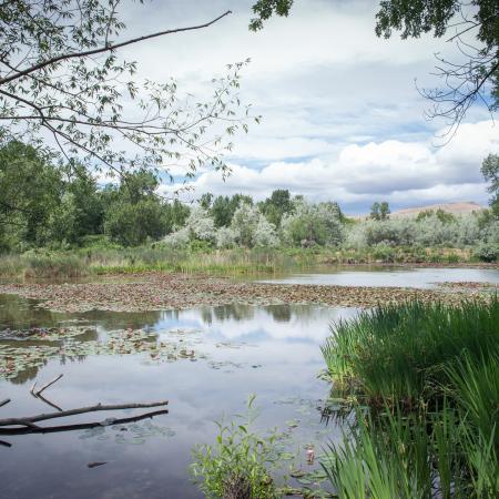 Water lillies in the middle of a pond surrounded by reeds and small trees. A brown hill is in the background underneath white puffy clouds.