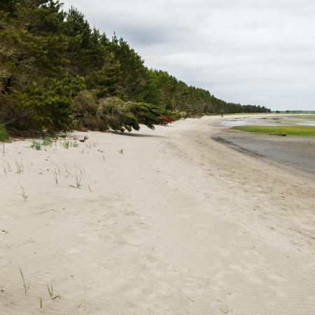 coastal beach of white sand beneath hillside of forest trees