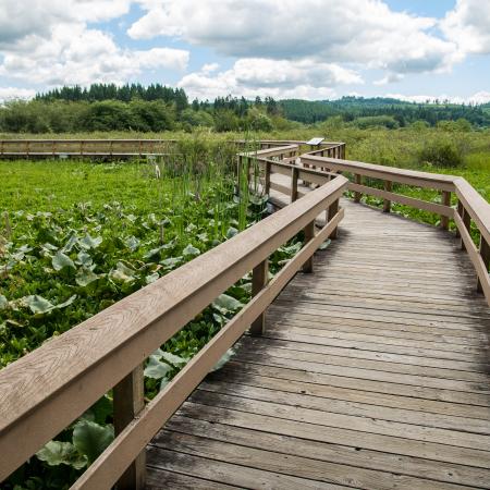 boardwalk through wetland habitat