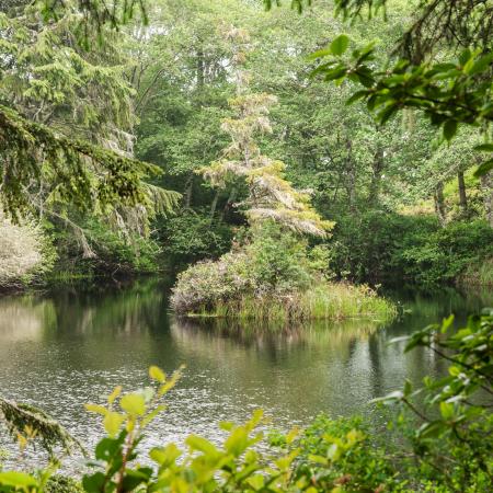 lake view peering through trees