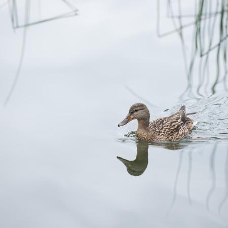 A female mallard duck swimming cross the water, creating ripples on the reed grass reflected in the water. 