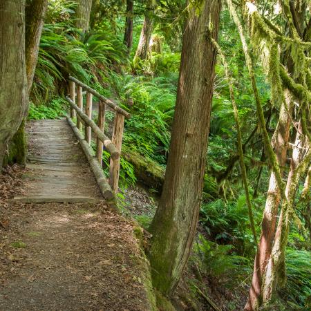 Dosewallips trail bridge.