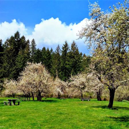 Orchard at Millersylvania.