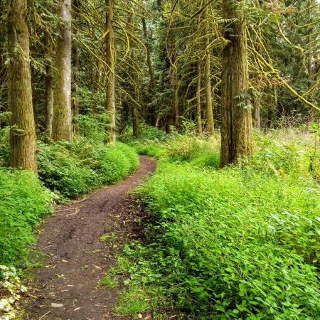 Trail at Millersylvania.