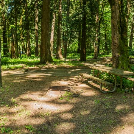 A picnic tables sits next to a fire pit at a campsite surrounded by tall trees and green ground coverage. 