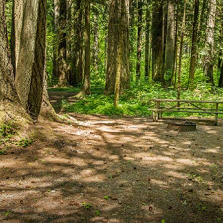 A campsite set in the forest at Rainbow Falls State Park. A wide flat spot is open for a tent and a fire pit and picnic table are in the background near tall trees and lush green undergrowth.