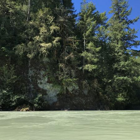 A milky green river running along a high, pine-covered shoreline.