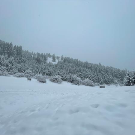 Snow covered field, trees peaking out