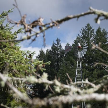 Branches with windmill in background