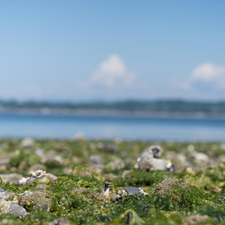 Looking at the seaweed and rocks during low tide with the ocean in the background