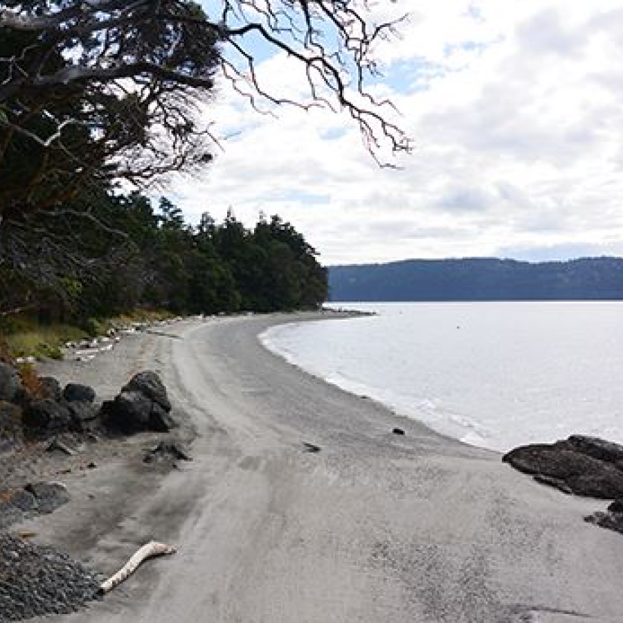 Rocky beach coastline with a tree overhanging