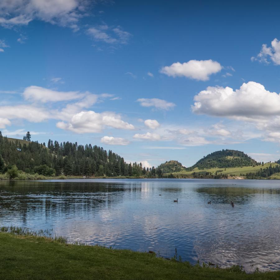 A view from the edge of a lake with ducks swimming in the water and trees and hills in the background