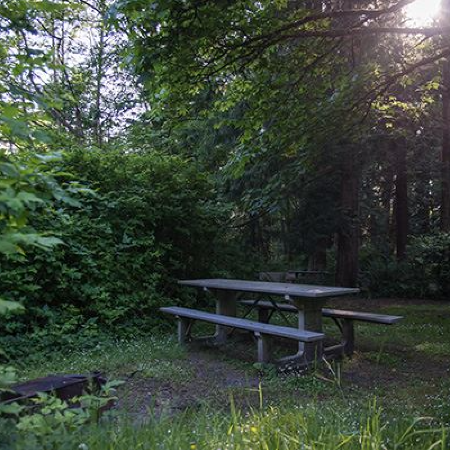 Primitive campsite surrounded by trees on a sunny day