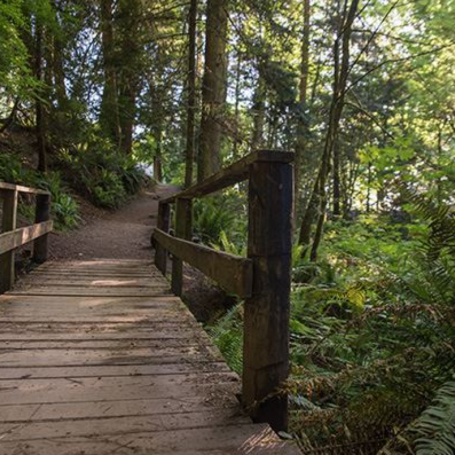 Walking on a trail with wooden bridges with the sun peaking through the trees