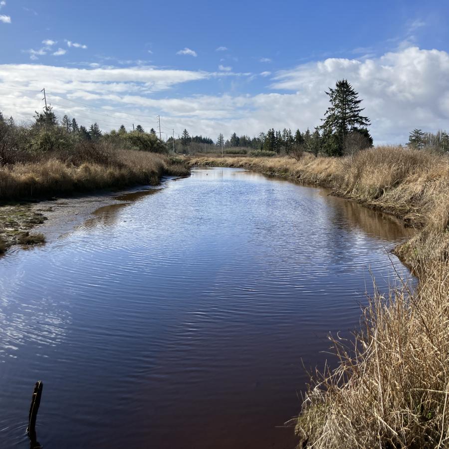 A tidal creek in Bottle Beach State Park.