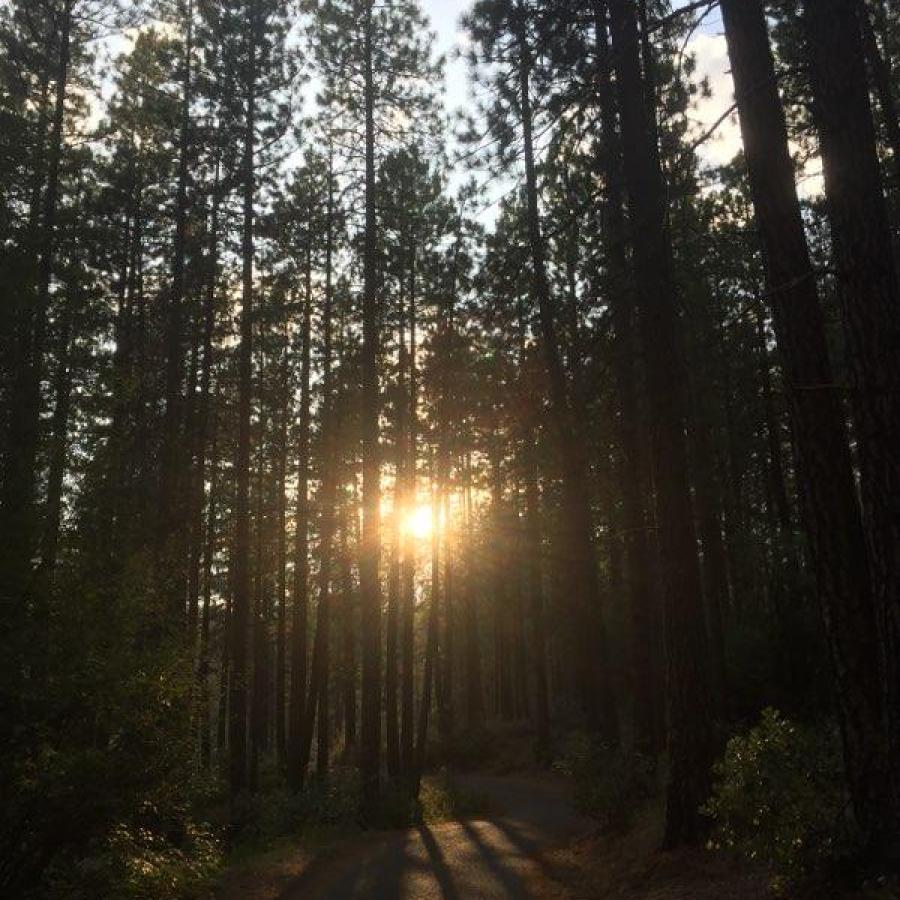 Setting sun shining through tall growth of ponderosa pines along a stretch of vehicle road