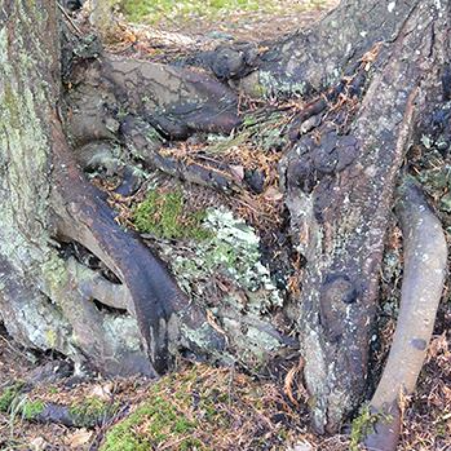 Old growth tree roots